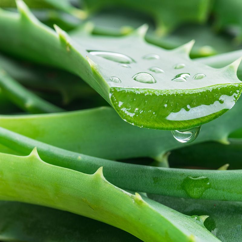 Aloe